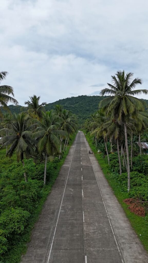 Paseo de las palmeras en Siargao