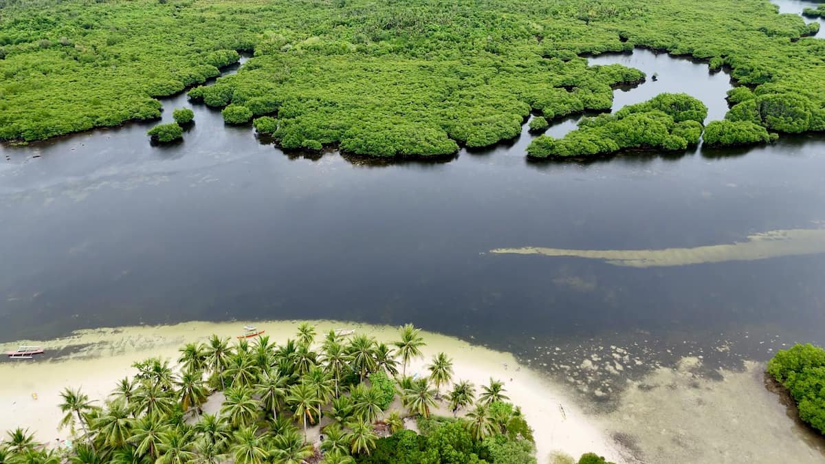 Los imperdibles manglares de Siargao Los imperdibles manglares de Siargao