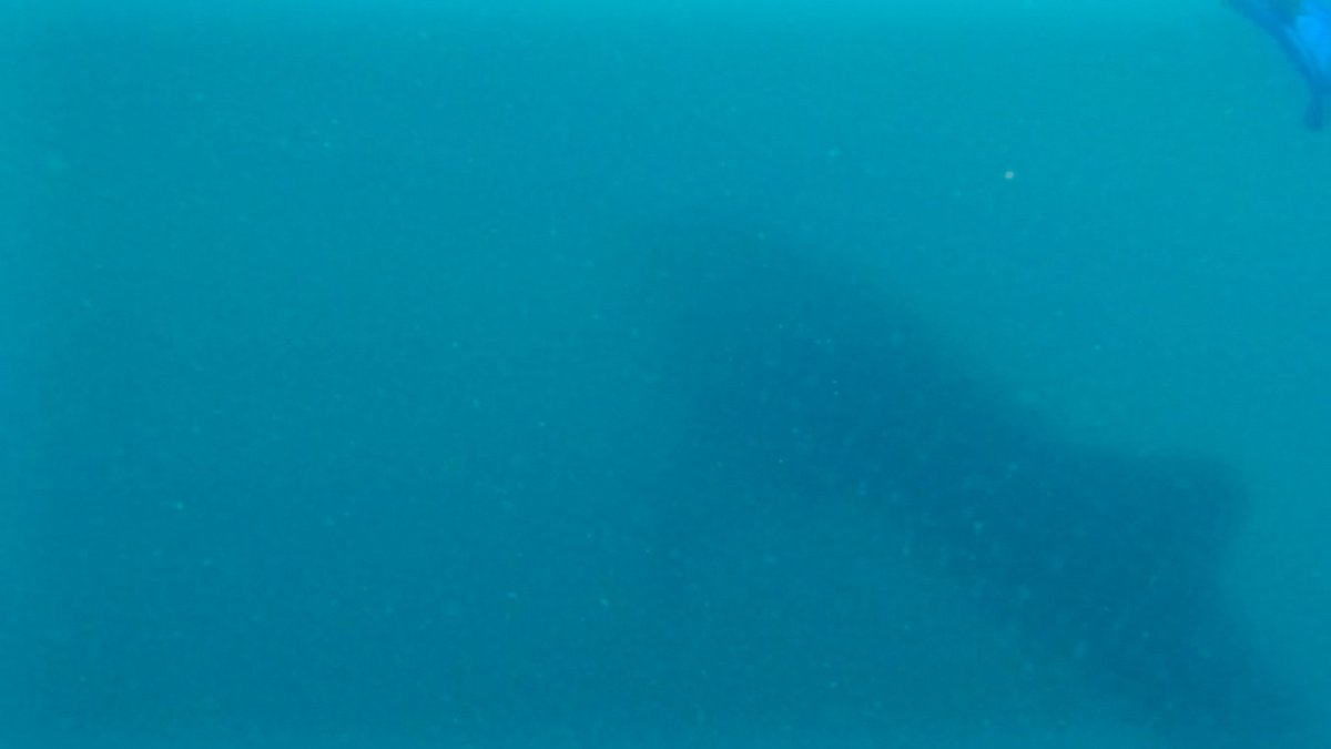 Tiburón ballena en Donsol, Filipinas