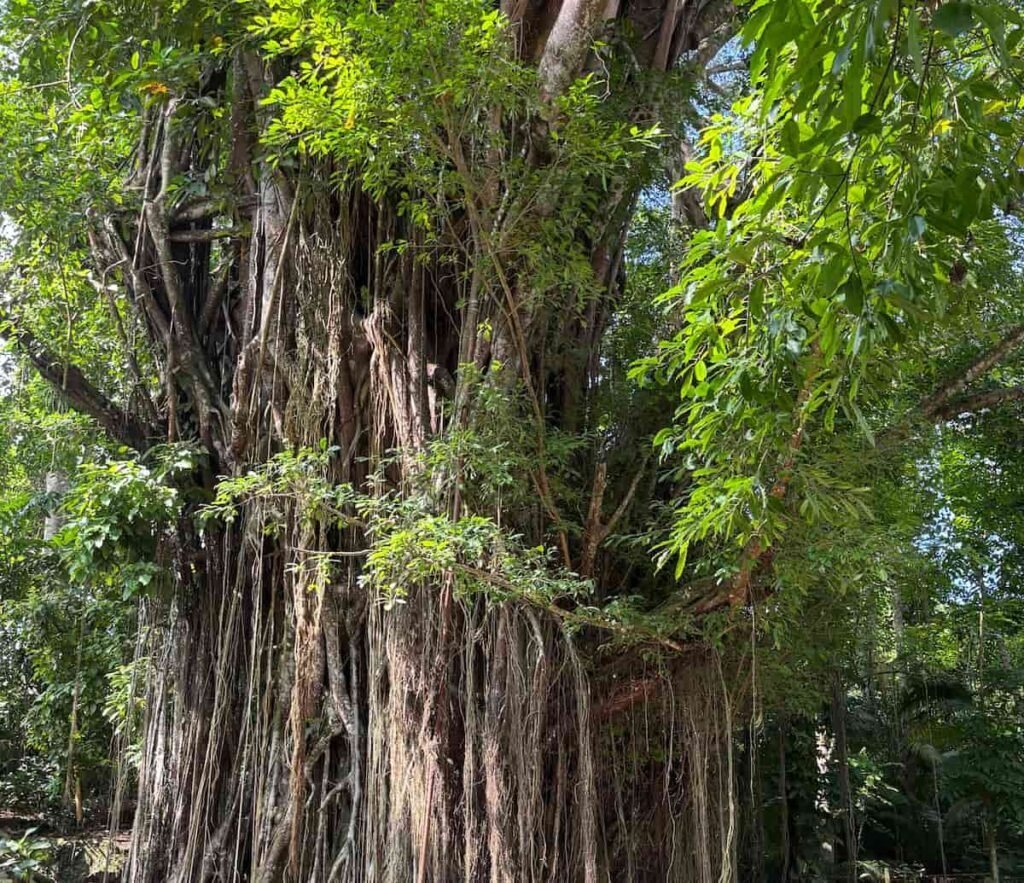 Árbol centenario en Siquijor