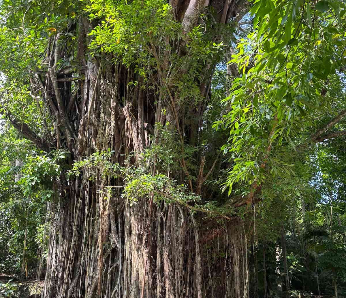 Árbol centenario en Siquijor Árbol centenario en Siquijor
