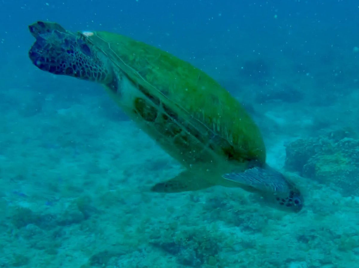 Bonita tortuga en Moalboal Bonita tortuga en Moalboal