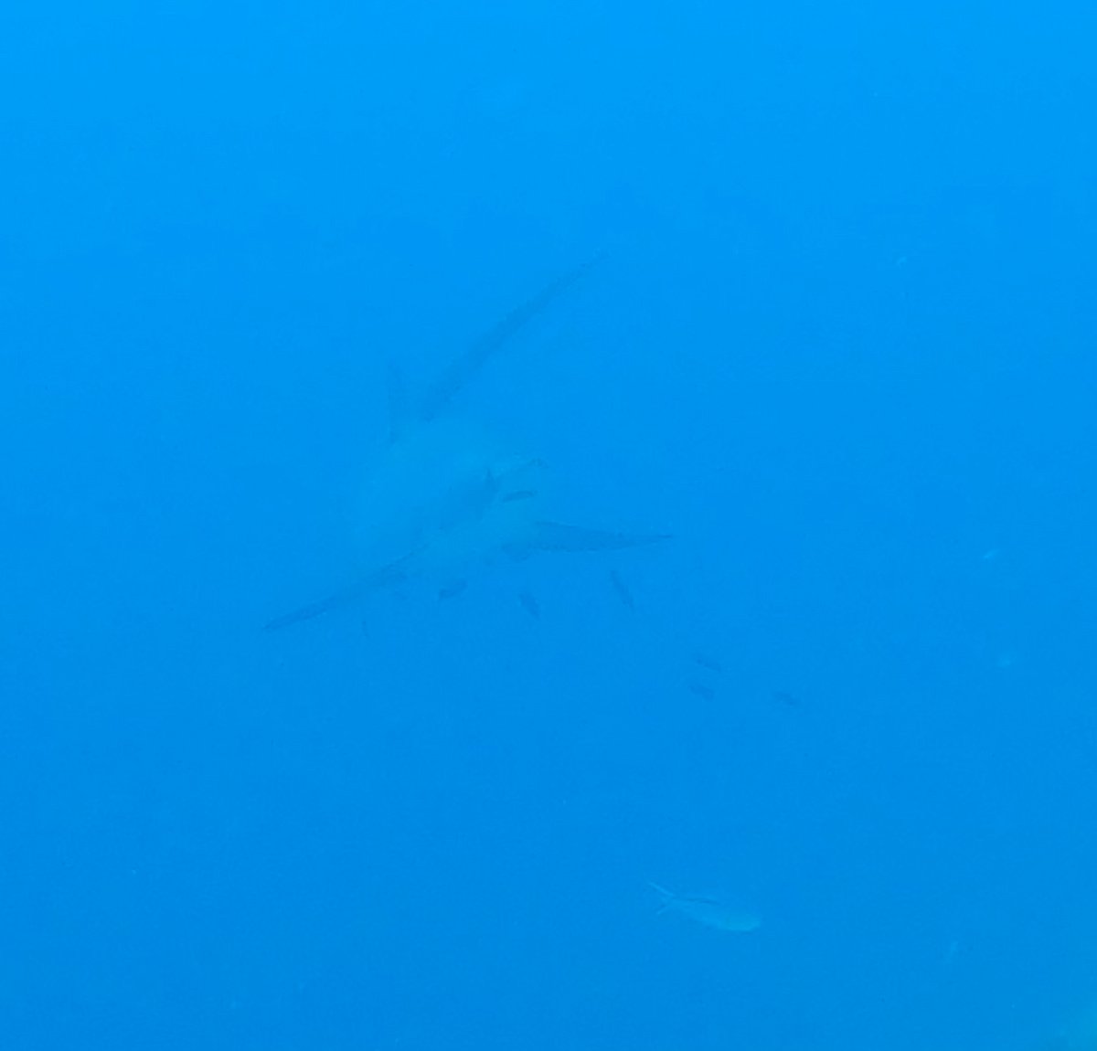 Buscando tiburones zorro en Filipinas