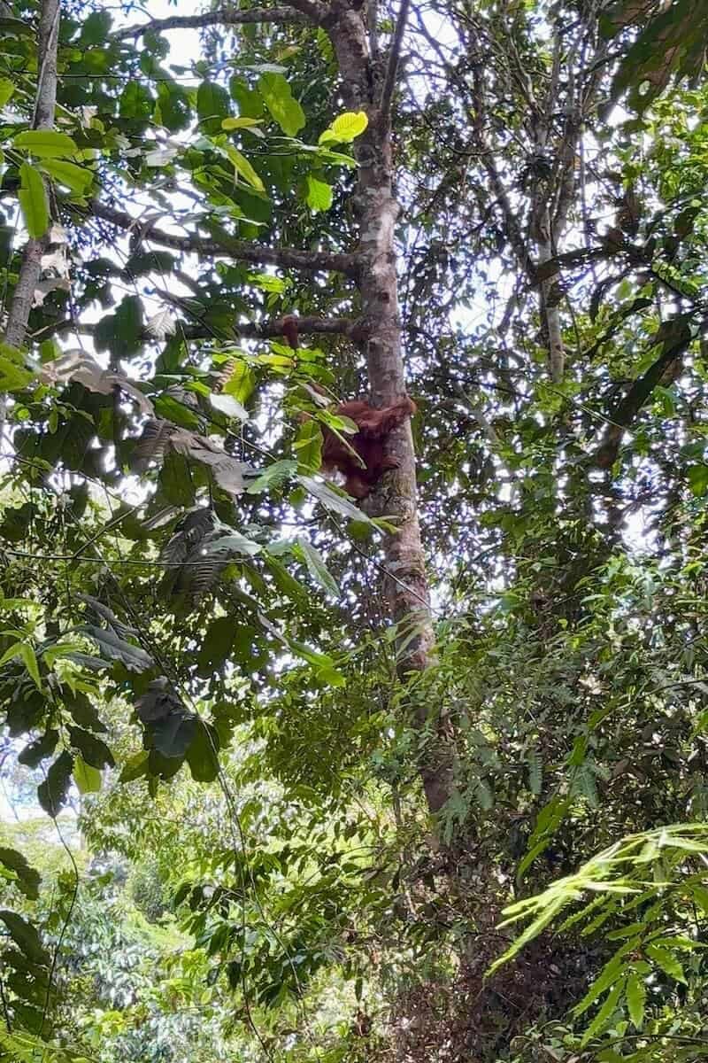 Camuflaje de los orangutanes