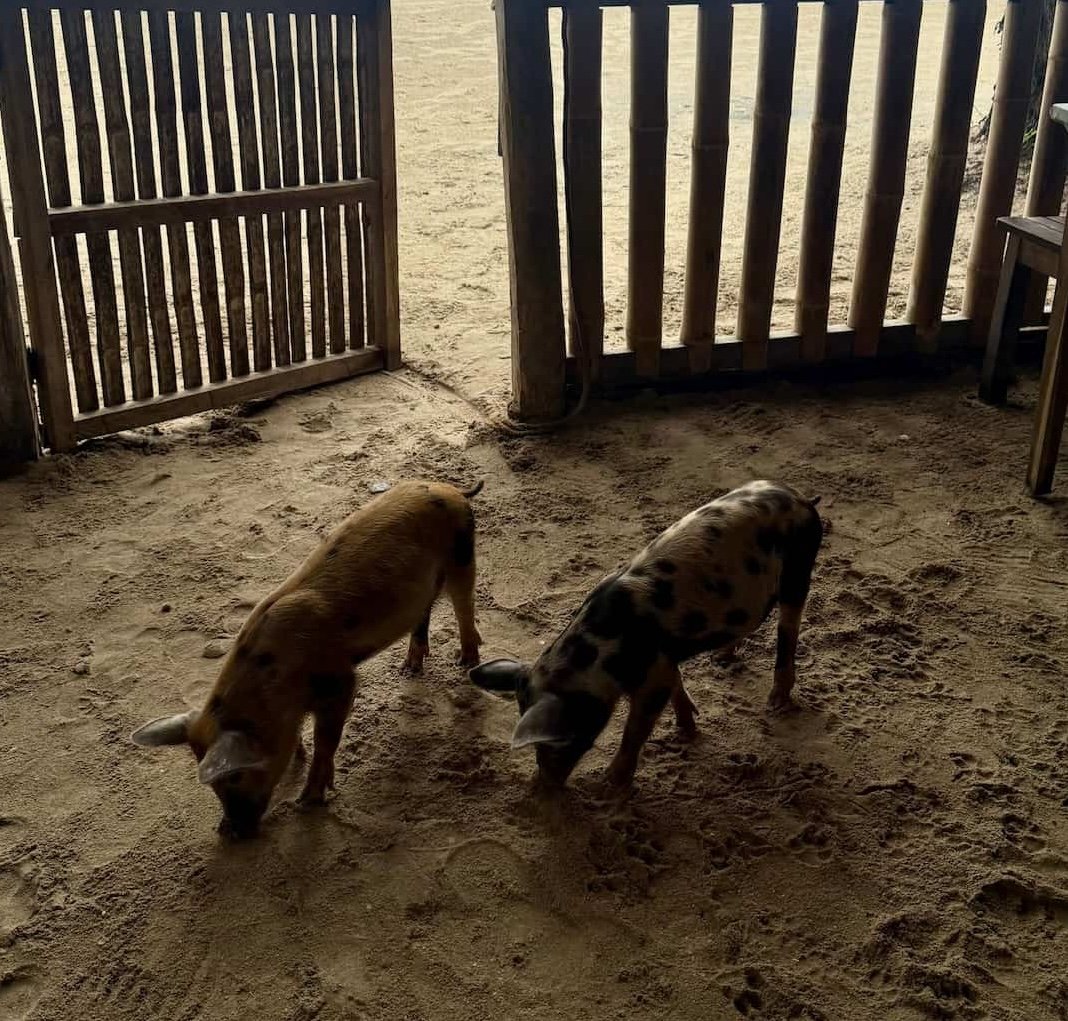 Cerditos en la playa Cerditos en la playa en Filipinas