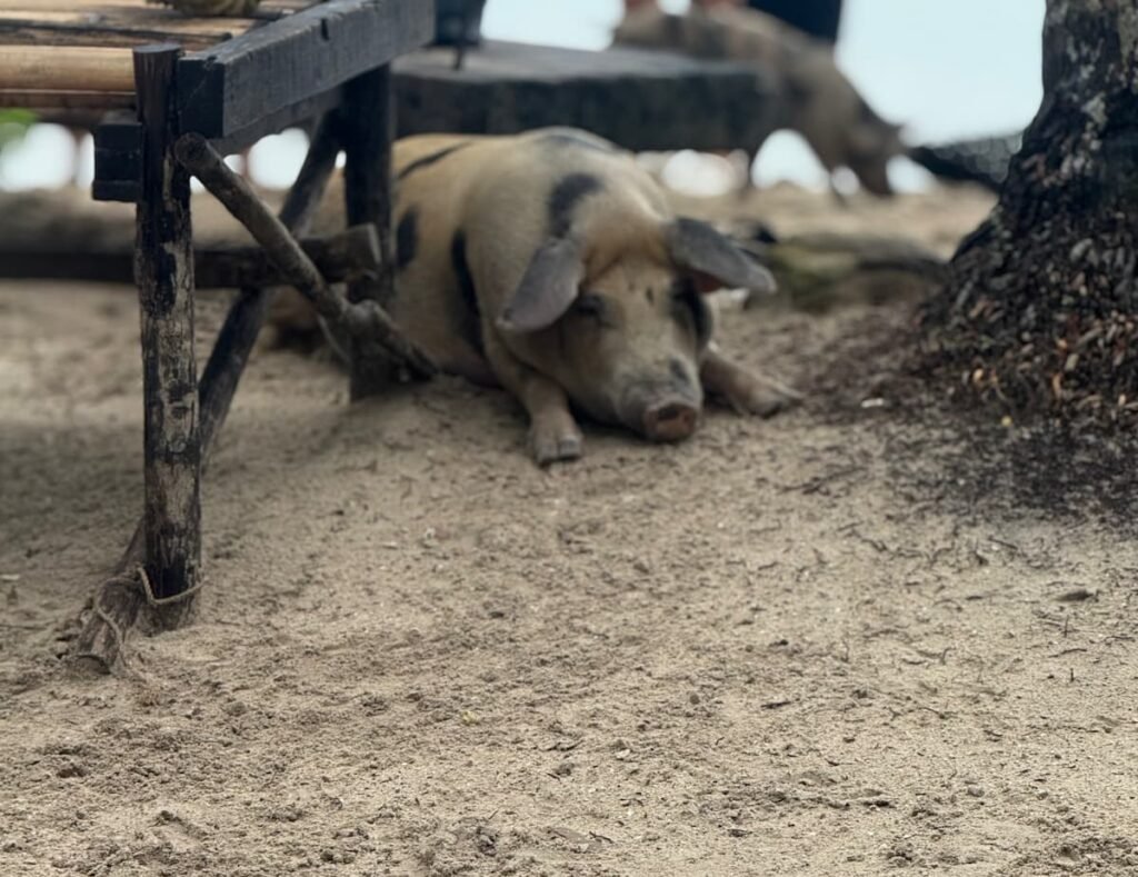 Cerdo en la playa en Filipinas