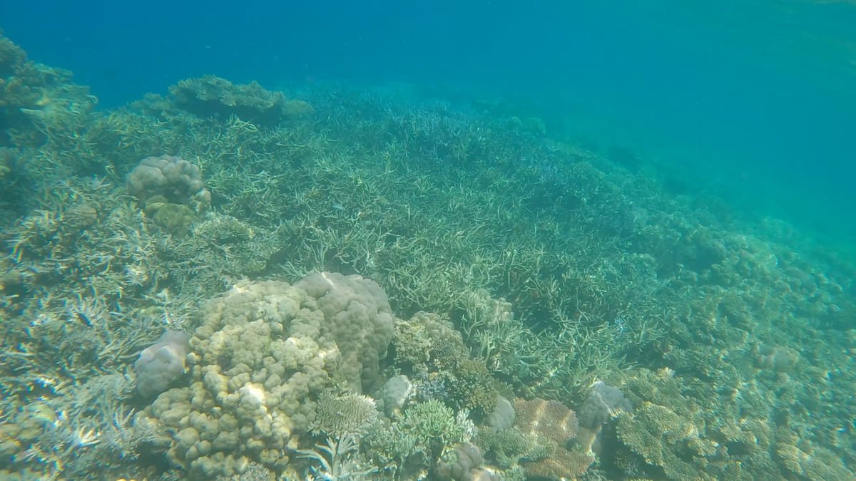 Corales en todos los sitios Más coral en 7 Pecados (Corón)