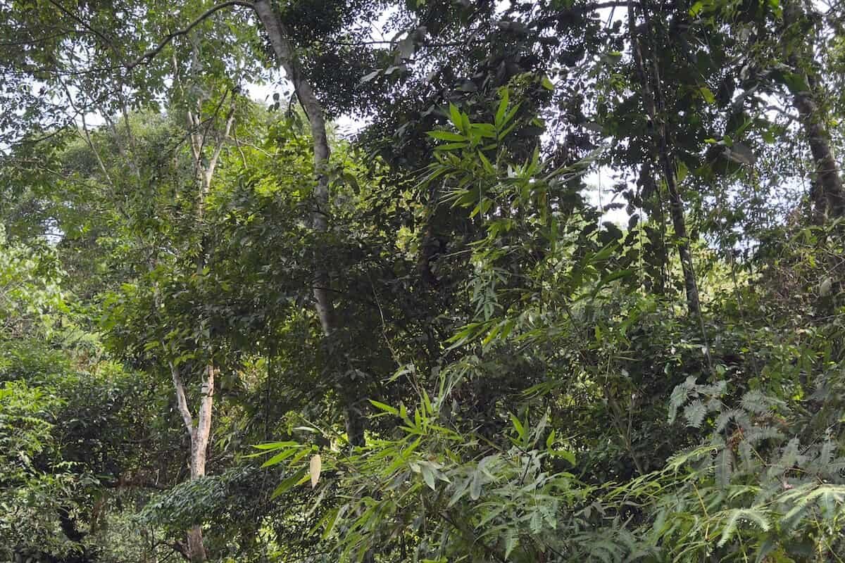 En busca de orangutanes en Sumatra