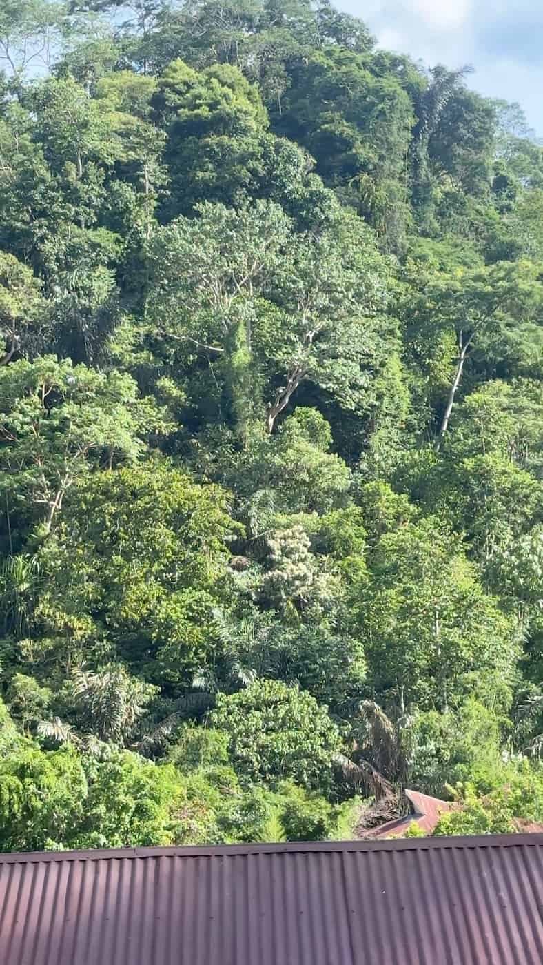 Hotel en Bukit Lawang