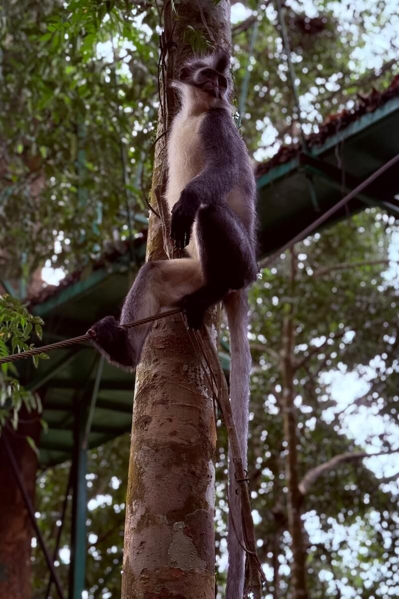 Langur de Thomas en Bukit Lawang, Sumatra