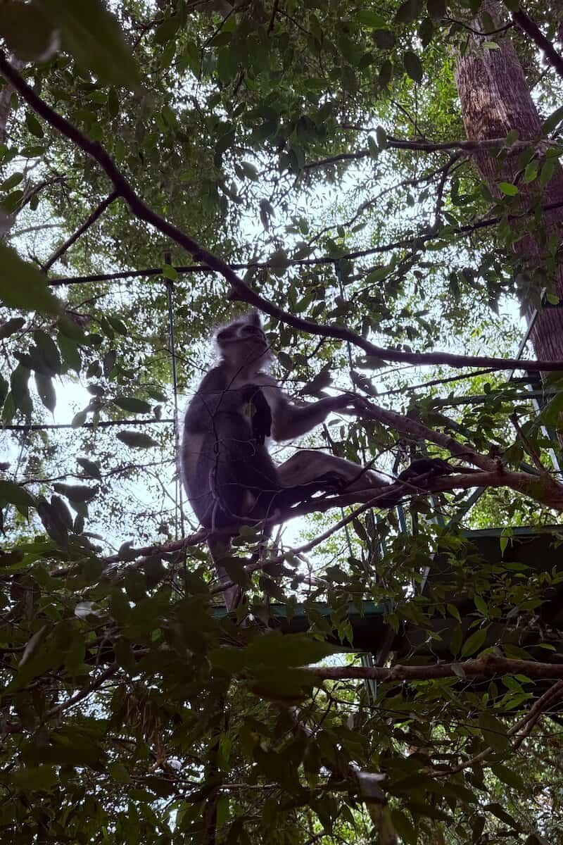 Langur relajado en Sumatra