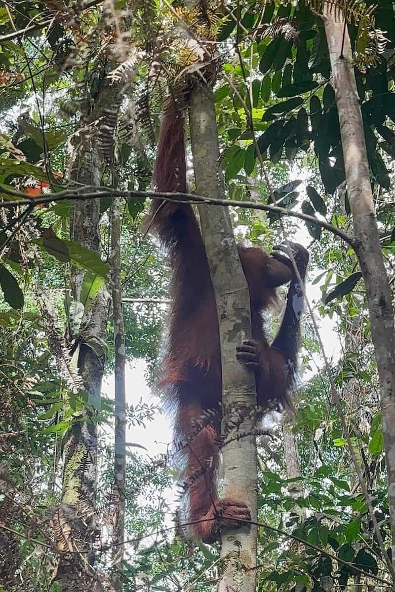 Los regalos de la jungla