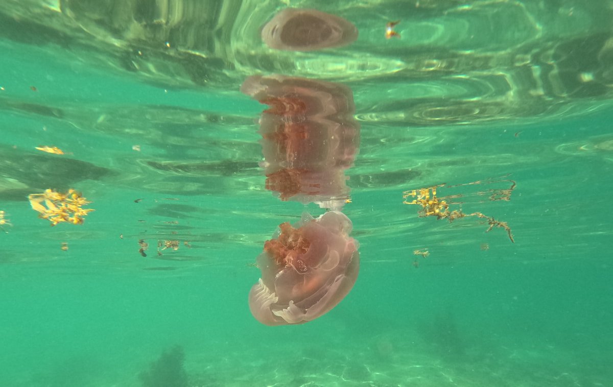 Medusas Island Hopping Medusas en El Nido
