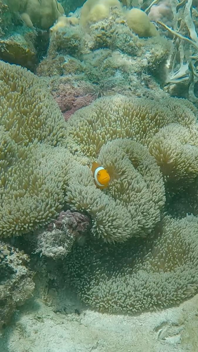 Nemo curioso Un pez payaso en 7 pecados (Corón)