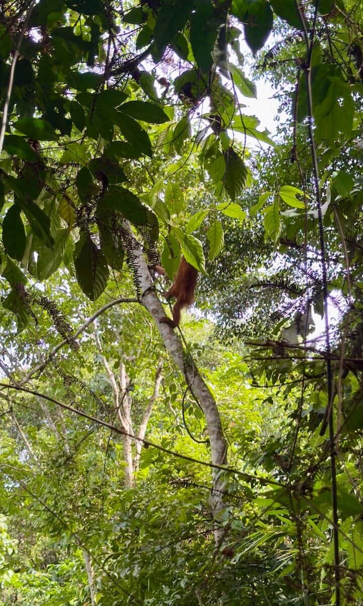 Avistamiento de orangutanes de Sumatra