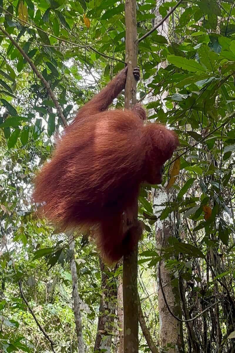 Orangután de Sumatra muy cerca