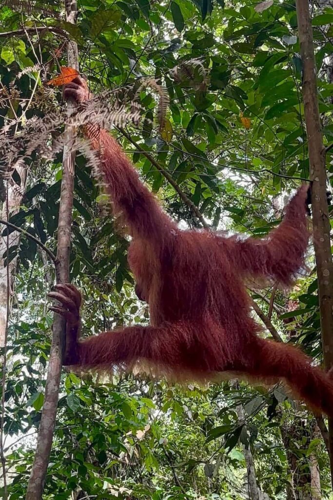 Orangután entre árboles