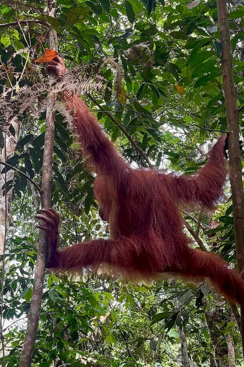 Orangután entre árboles