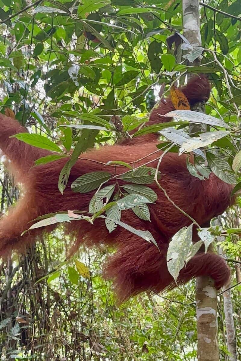 Orangután jugando