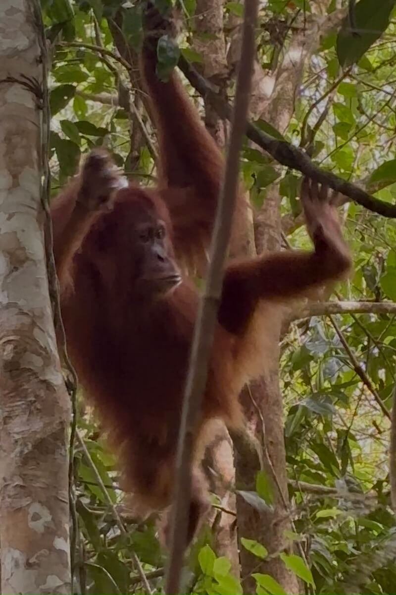 Orangután saltando
