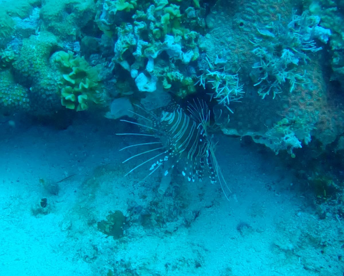 Pez león en Malapascua