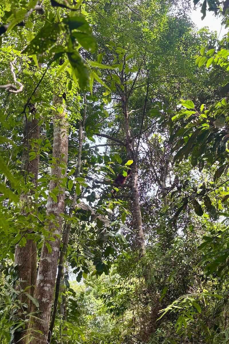 Orangutan de Sumatra a lo lejos