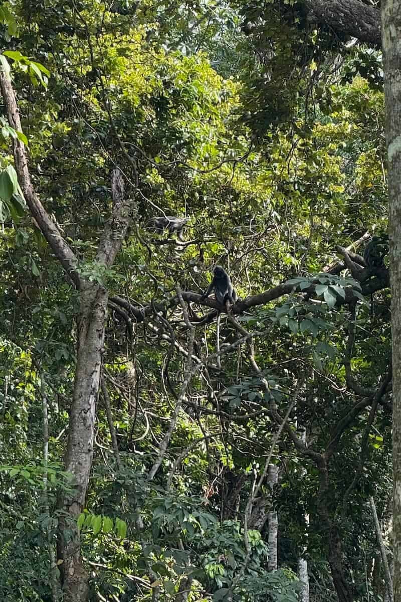 Primeros encuentros en Bukit Lawang