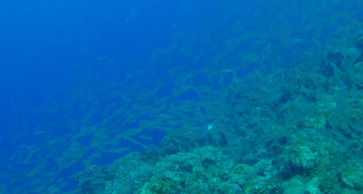 Gran banco de sardinas en Molalboalboal