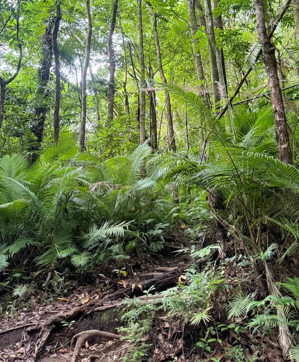 Ruta por el Hibok Hibok Ruta por el Hibok Hibok en Camiguín