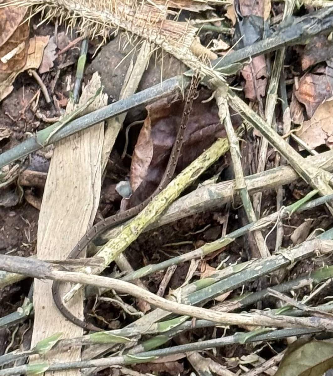 Serpiente Hibok Hibok Serpiente Hibok Hibok
