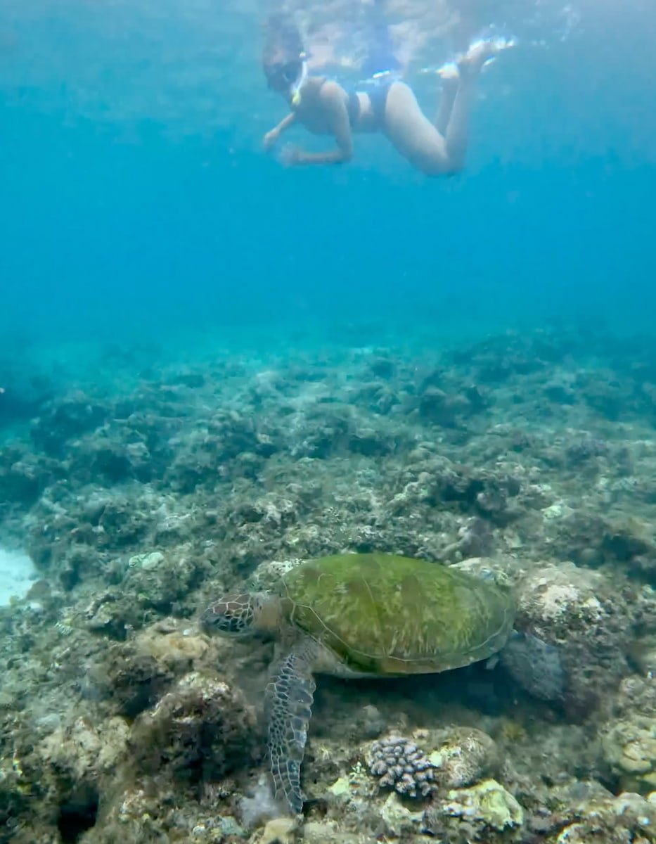 Snorkel con tortugas en Moalboal Snorkel con tortugas en Moalboal