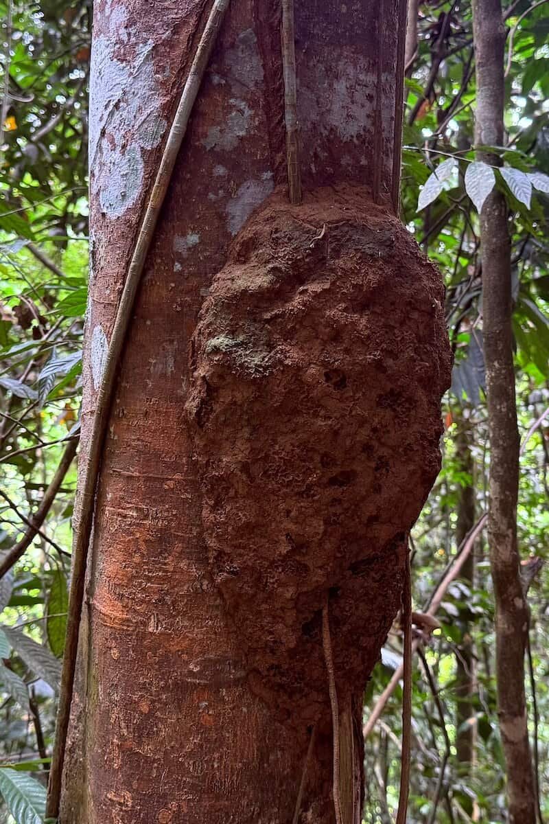 Termitero en Sumatra