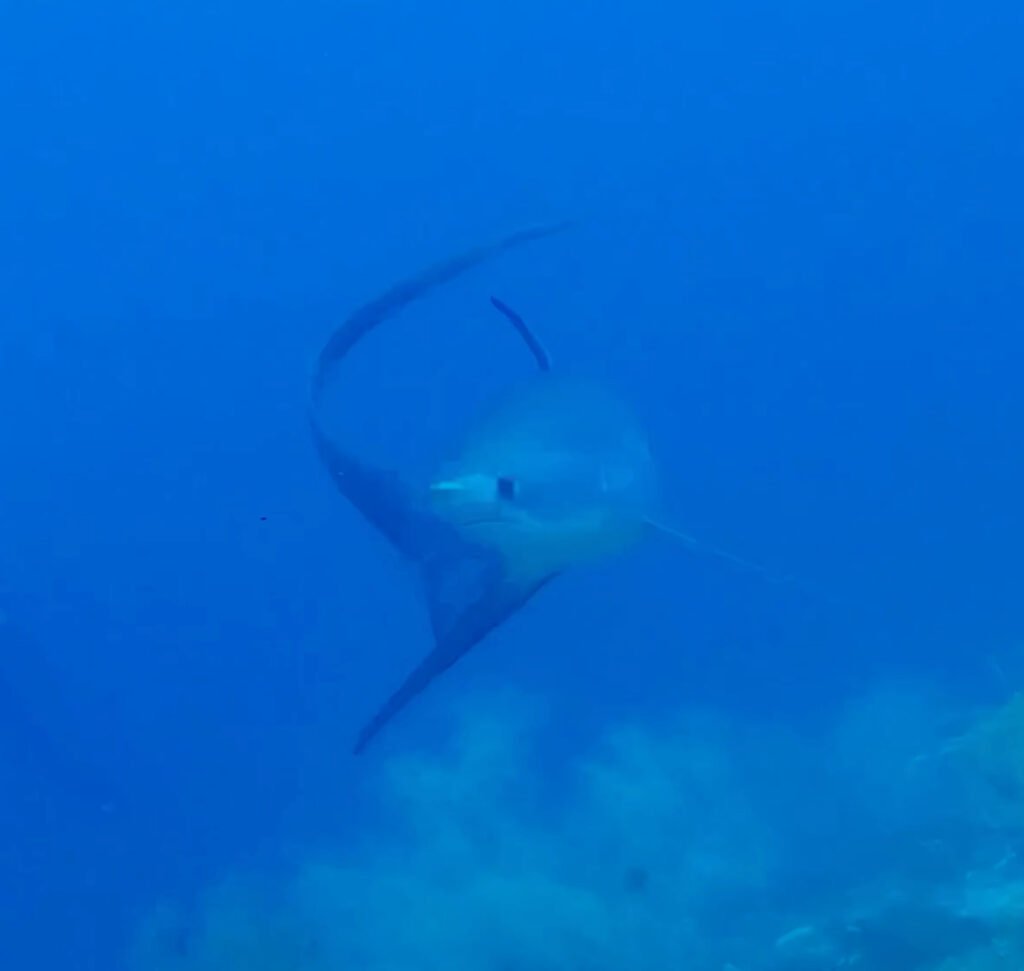 Thresher shark