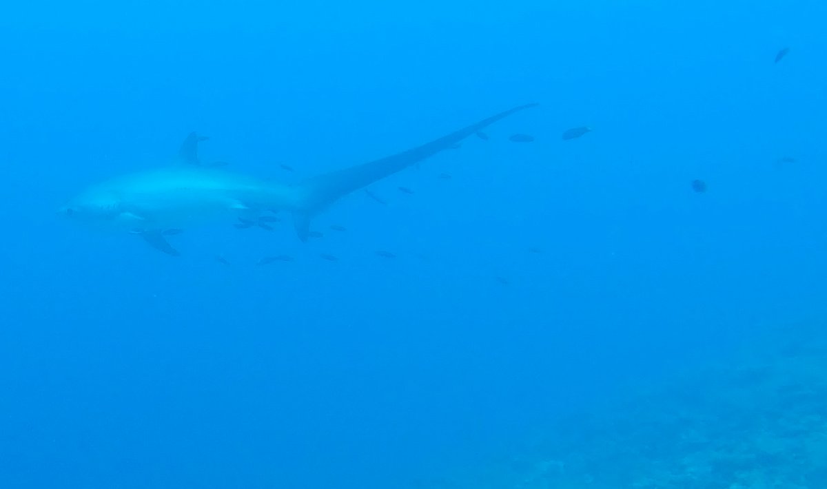 Tiburón azotador en Malapascua