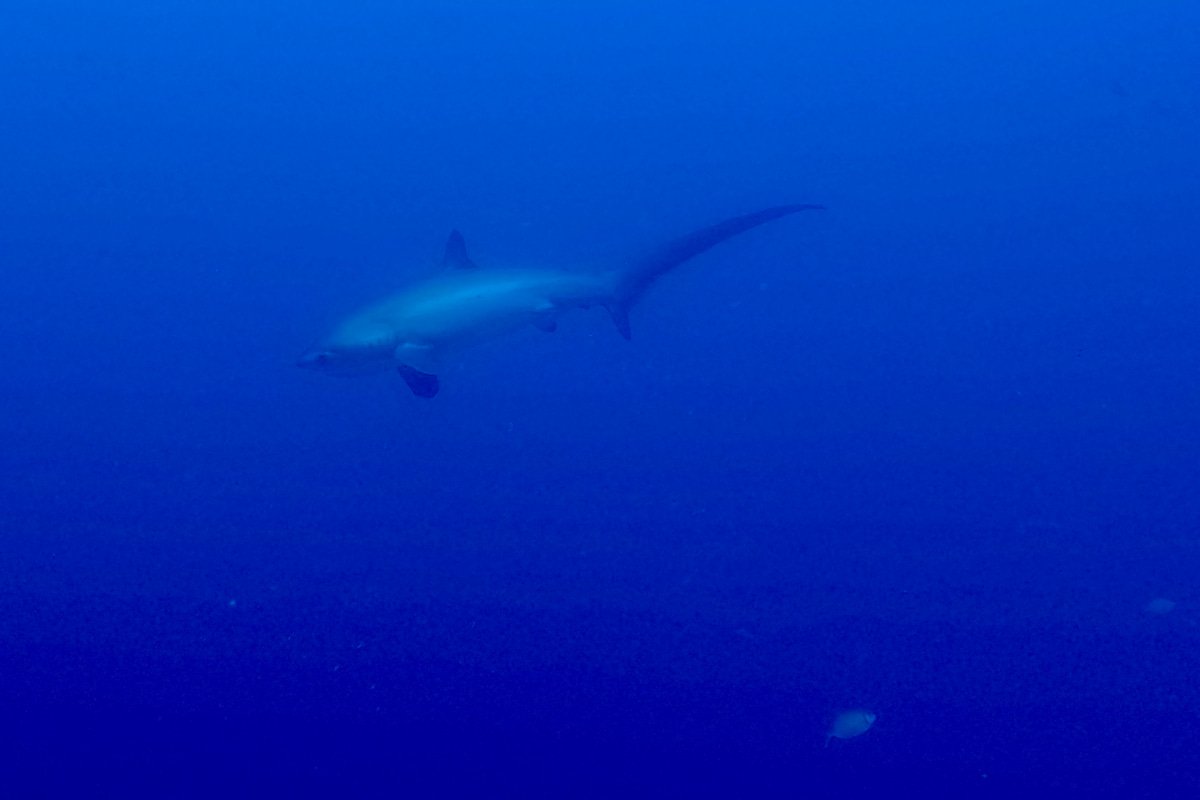 Tiburón zorro en Malapascua