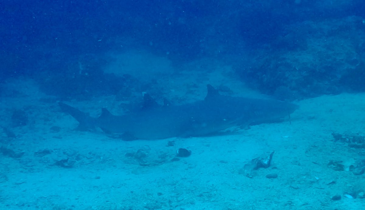Tiburones durmiendo en Malapascua
