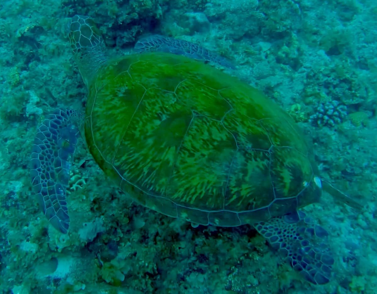 Tortuga en Moalboal Tortuga en Moalboal