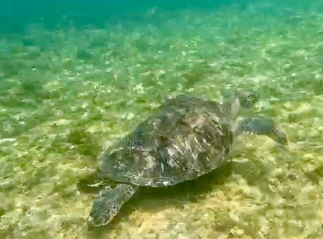 Tortuga en Siquijor Tortuga en Siquijor