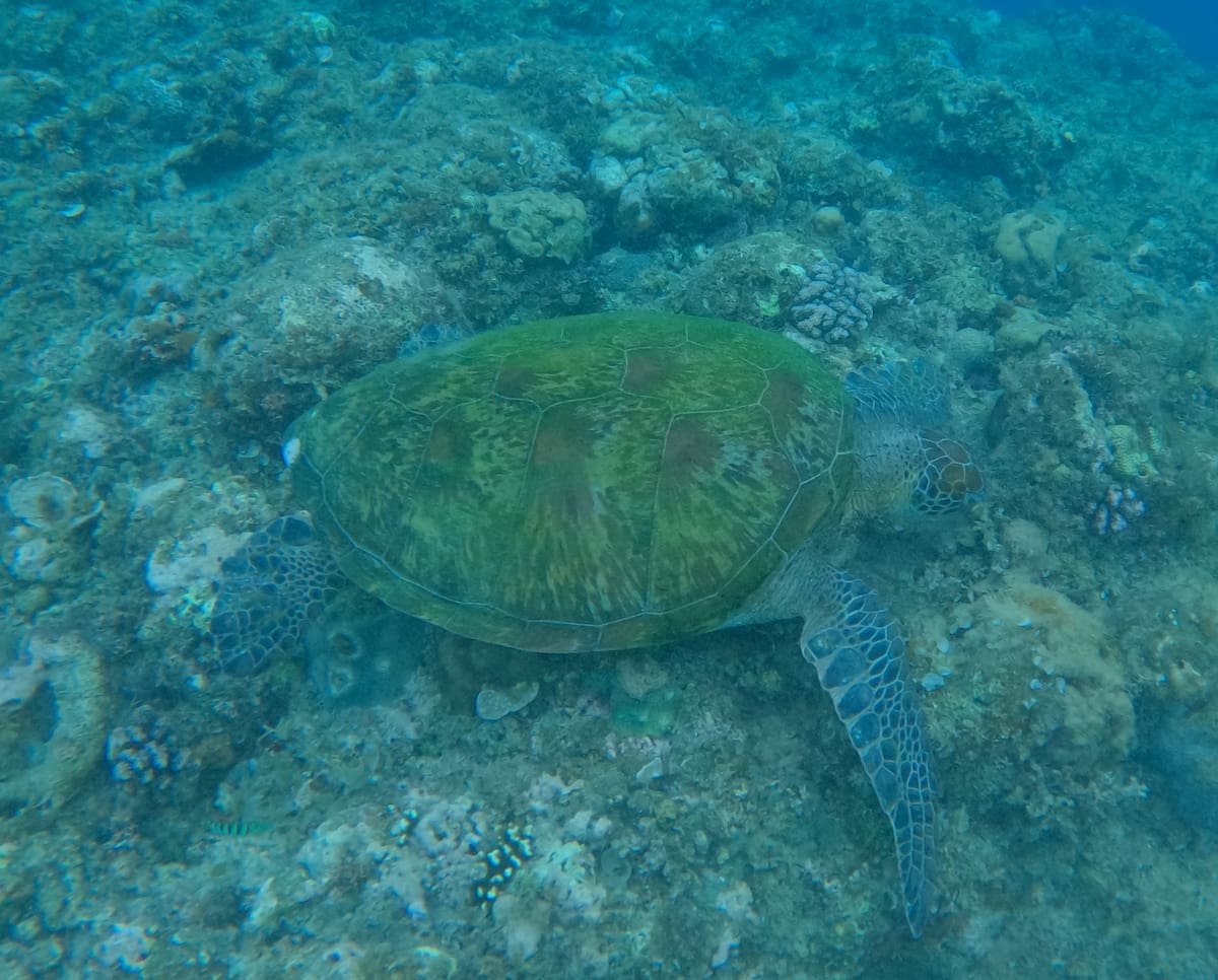 Tortuga verde en Moalboal Tortuga verde en Moalboal