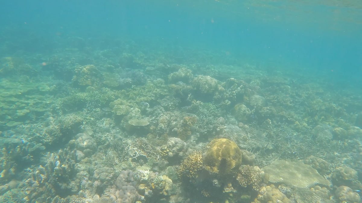 Un coral vivo Jardines de Corales en 7 Pecados (Corón)