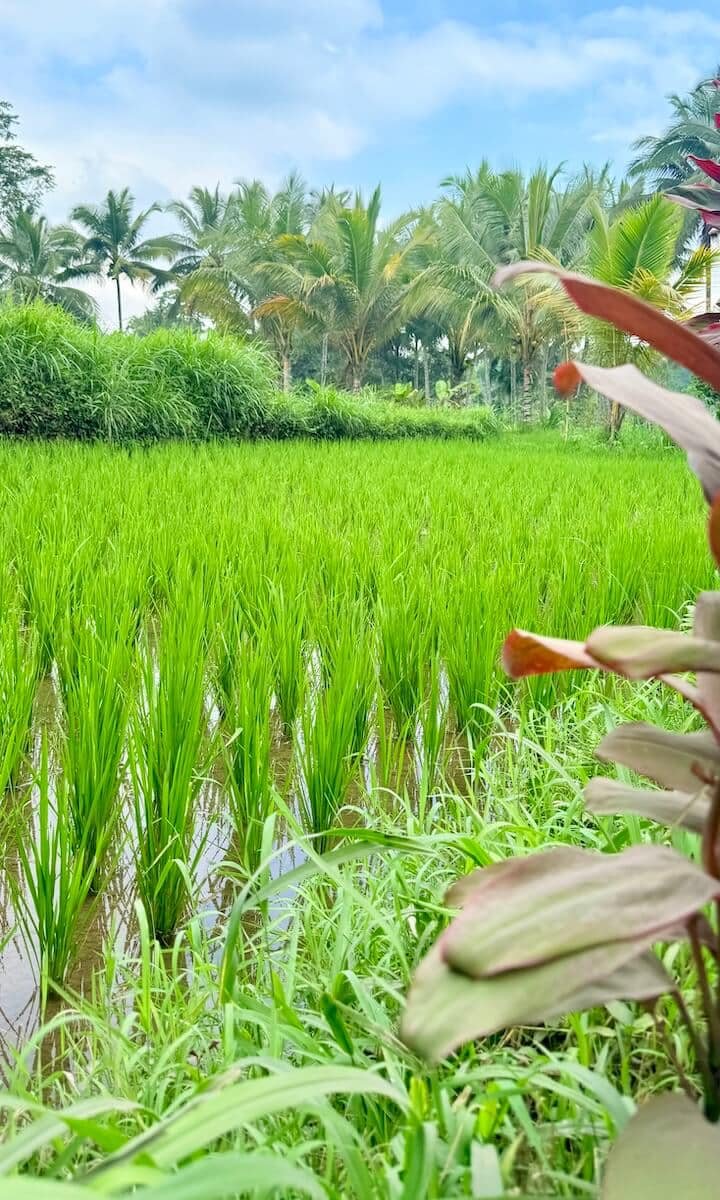Campo de arroz en Lombok