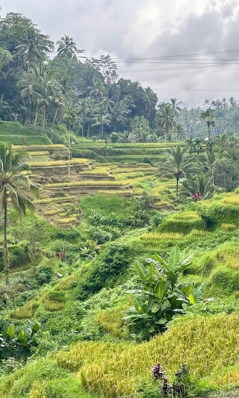 Arrozales en Bali