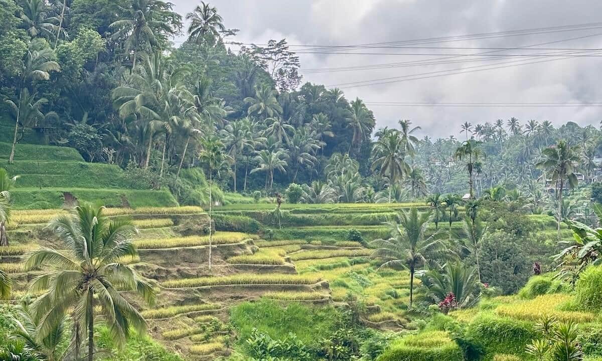 Arrozales en Bali