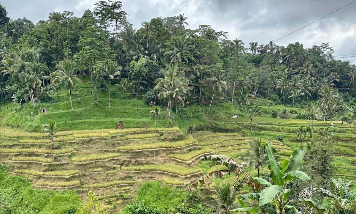 Bonitas terrazas de arroz en Bali