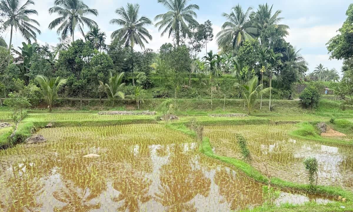 Arrozales de Tetebatu