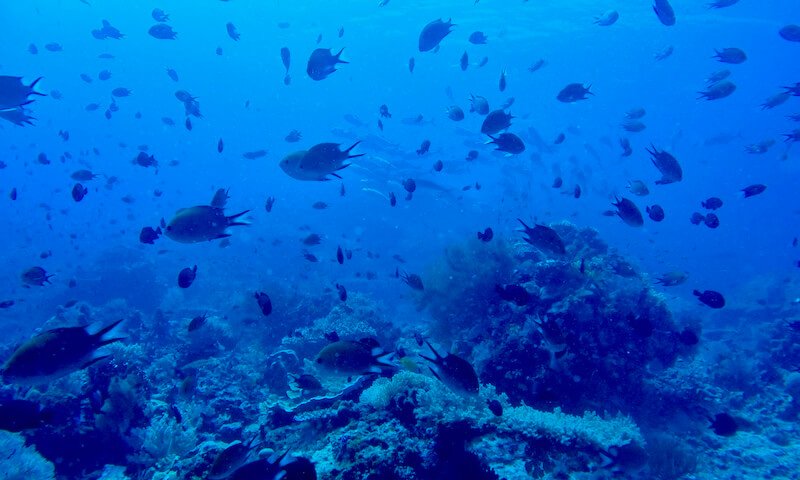 Buceo en Komodo