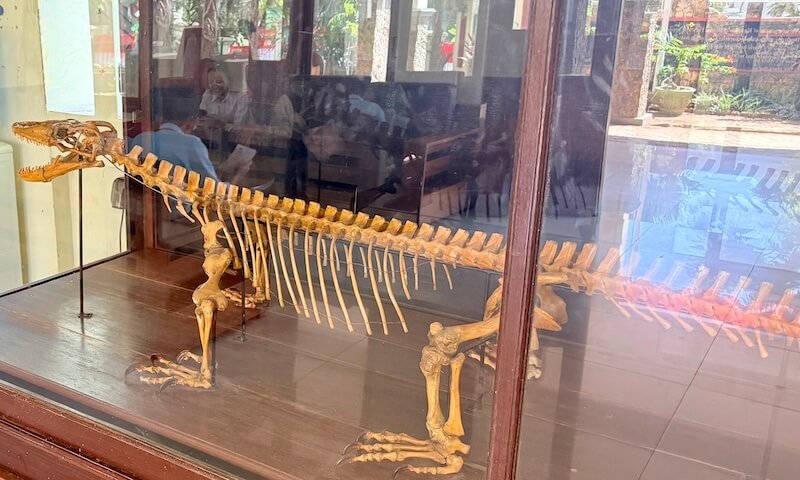 Esqueleto de dragón de Komodo con fines cientificos