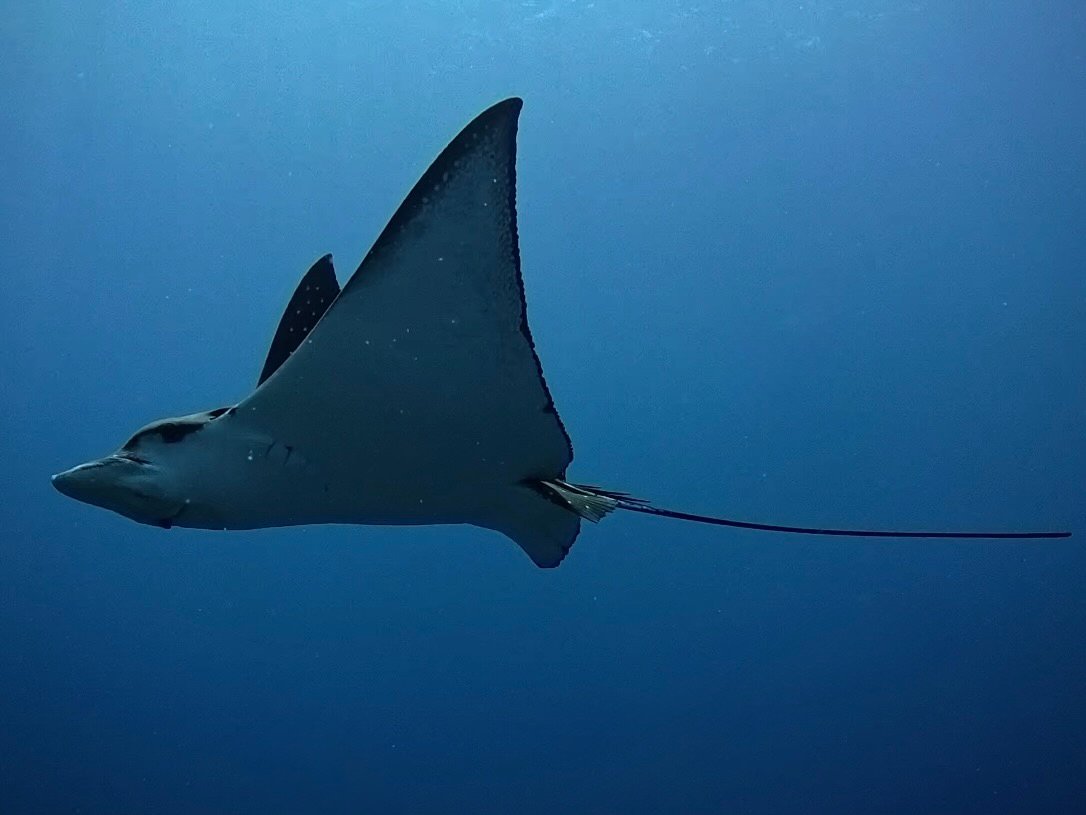 Eagle ray