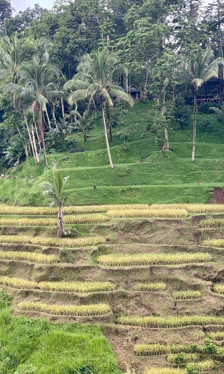 Famosos arrozales en Bali