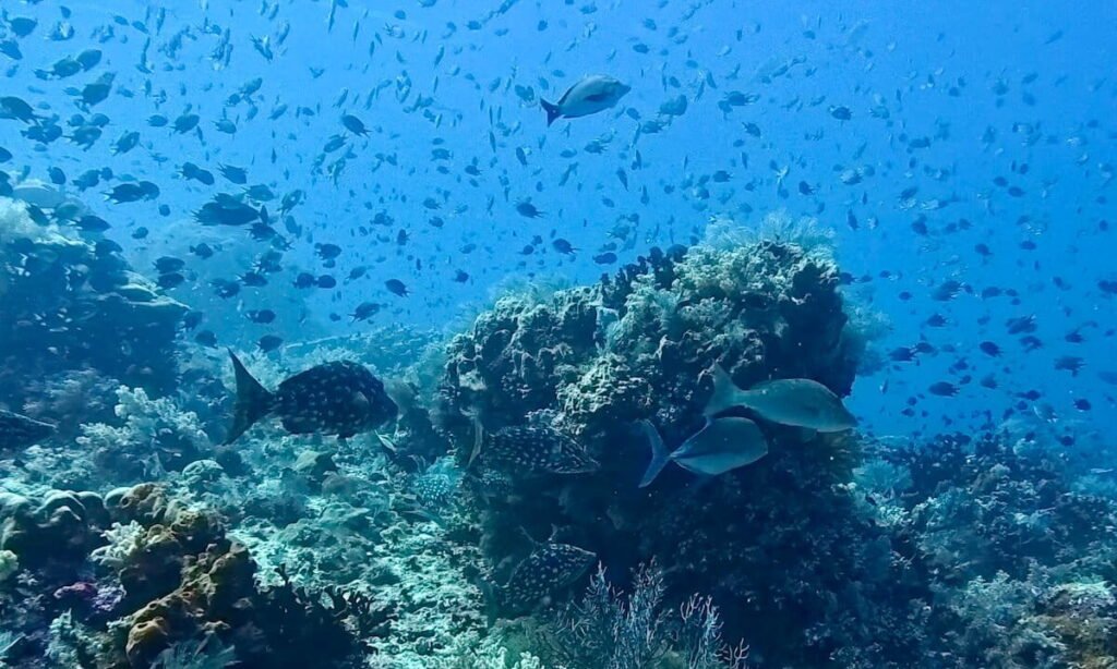 Fondo marino de Komodo